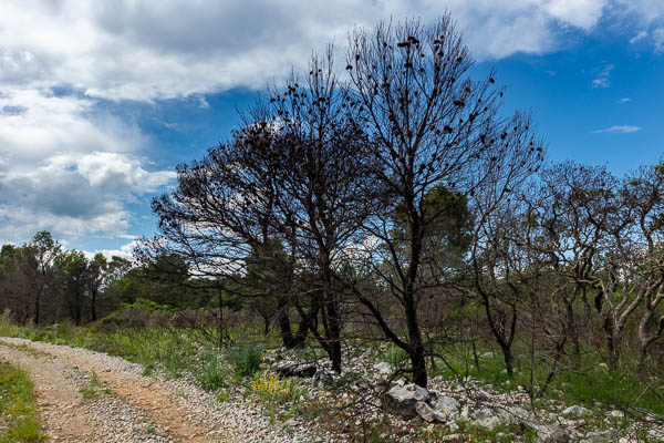 Arbres calcinés
