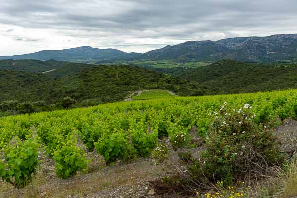Vignoble de Fitou