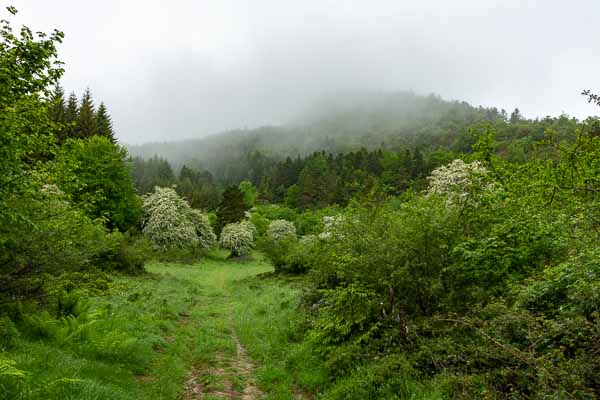 Sentier dans la brume