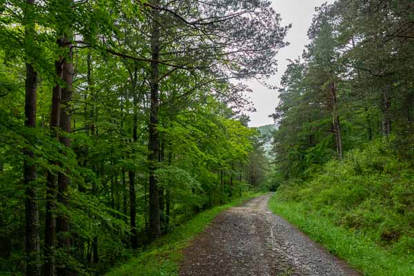 Piste en forêt