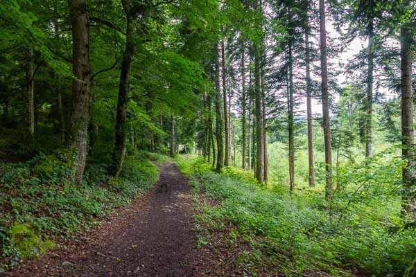 Sentier en forêt