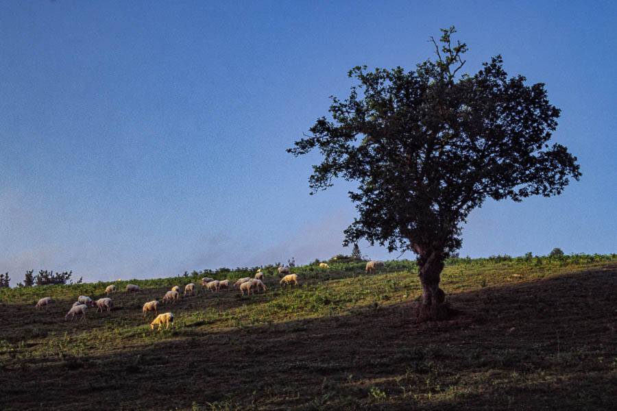 Troupeau de moutons à l'aube