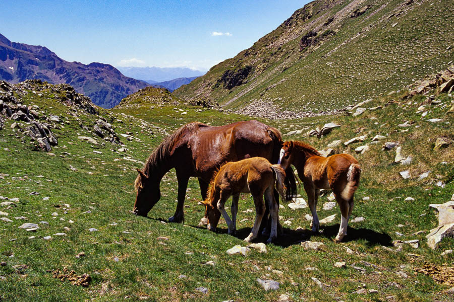 Chevaux près du port de Bouet