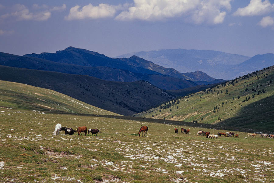 Chevaux sur le pla de Coma Armada