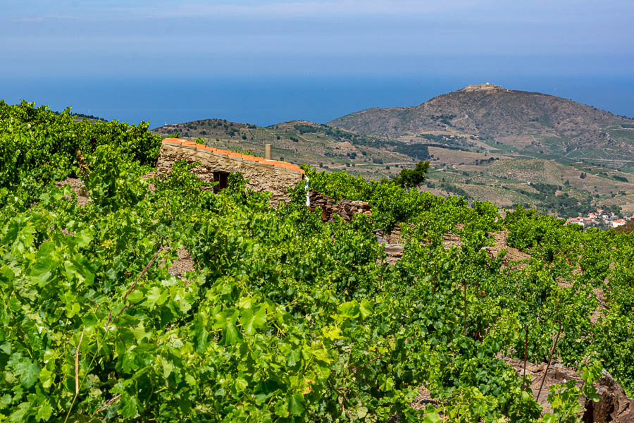 Vignoble de Banyuls