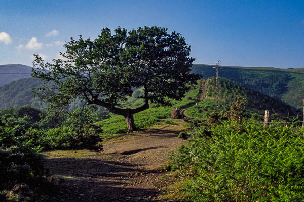 Arbre en T, 550 m