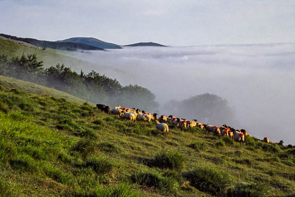 Moutons à l'aube