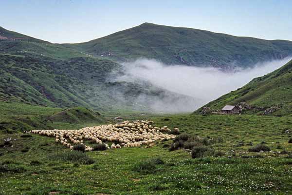 Bergerie d'Ardanne, moutons