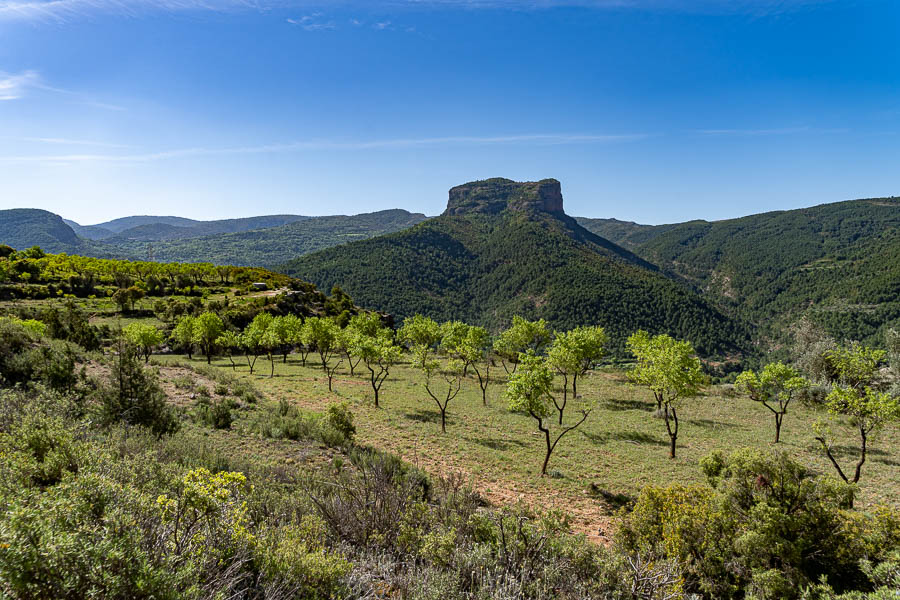 Amandiers et roc de Santa