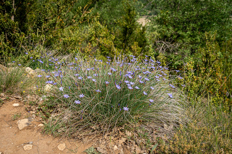 Touffe d'aphyllanthes de Montpellier