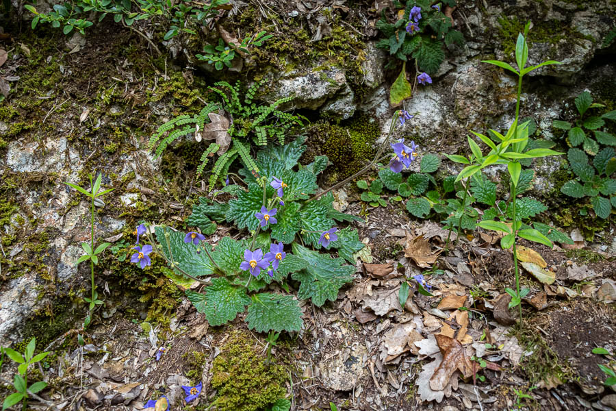 Ramondie des Pyrénées