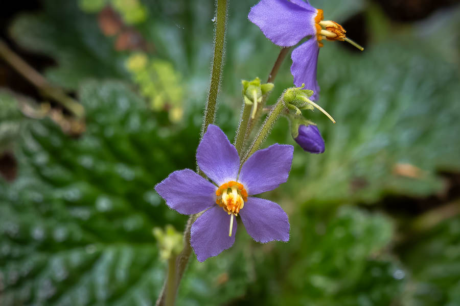 Ramondie des Pyrénées