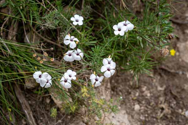 Lin à feuilles étroites (Linum tenuifolium)