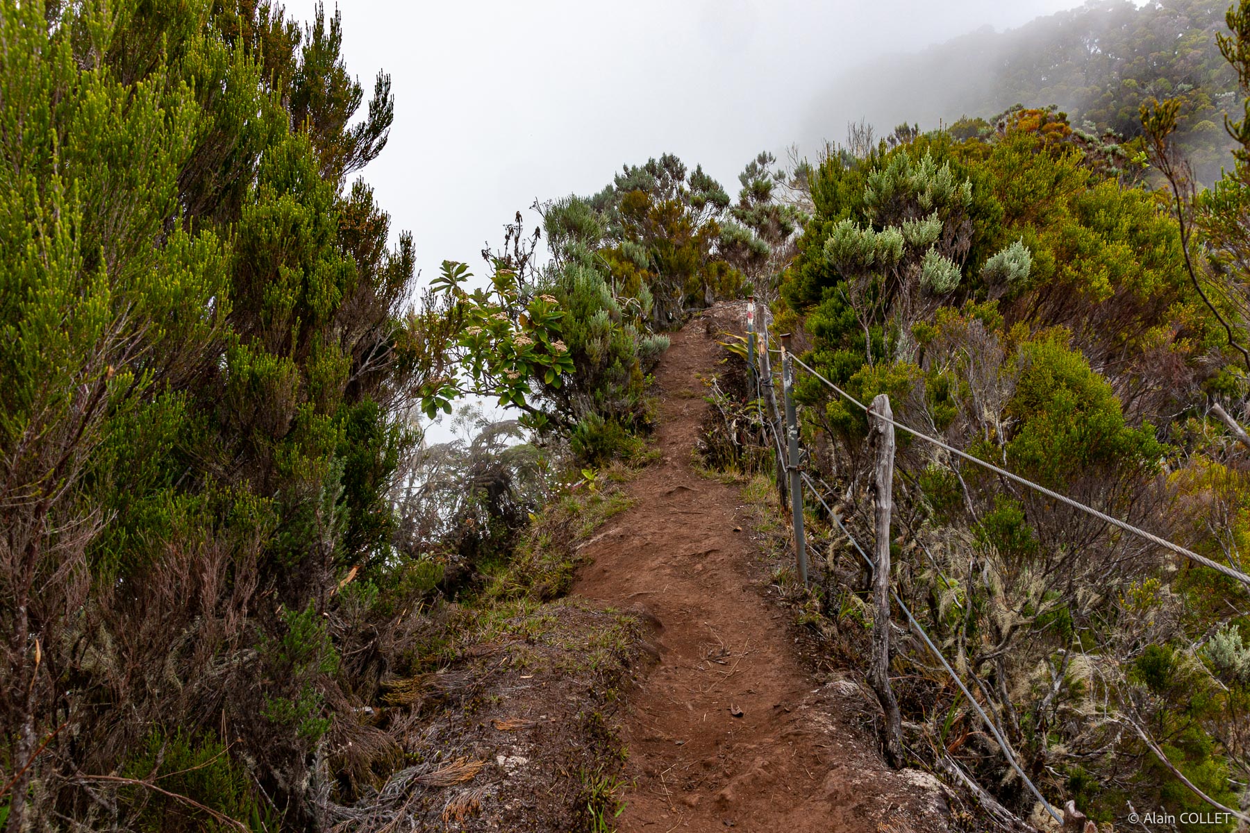 Sentier entre piton des Neiges et plaine des Cafres