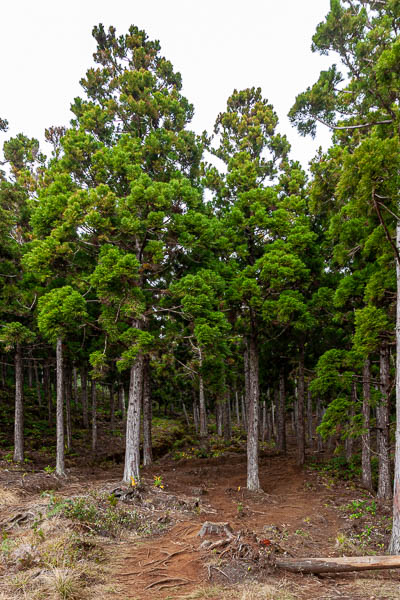 Mamode Camp : forêt de cryptomerias