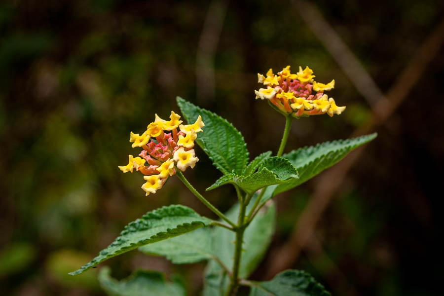 Fleur de lantanier (Lantana camara)