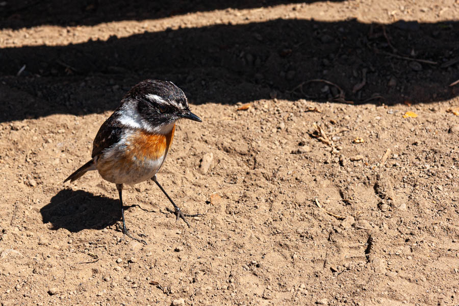 Tec-tec (Saxicola tectes)