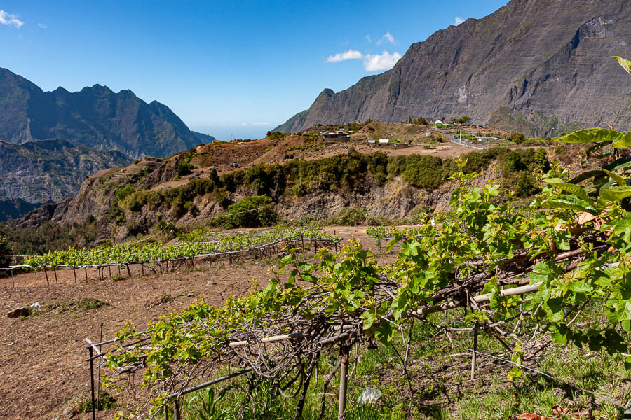 Îlet à Cordes : vignes