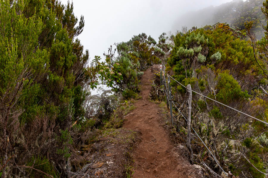 Sentier entre piton des Neiges et plaine des Cafres