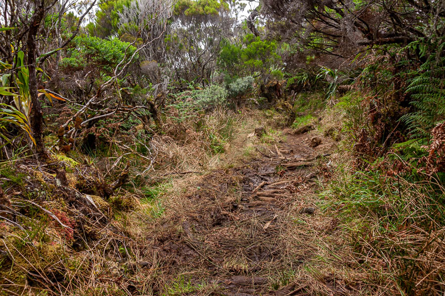 Sentier entre piton des Neiges et plaine des Cafres