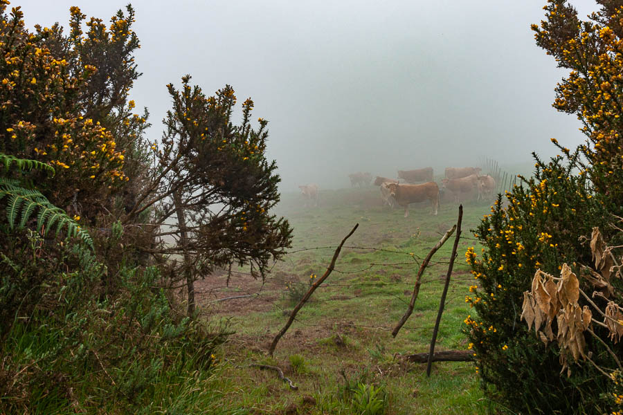 Plaine des Cafres ou Normandie ?