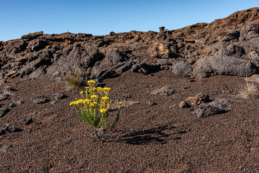 Fleurs et lave