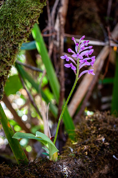 Orchidée