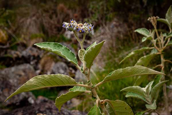 Bringellier marron (Solanum mauritianum)