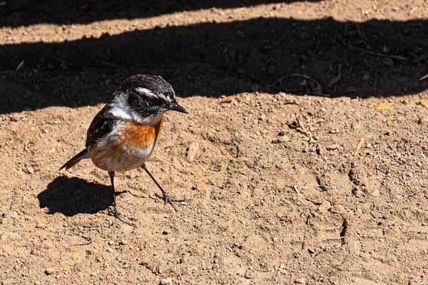 Tec-tec (Saxicola tectes)