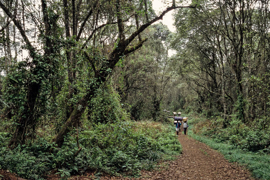 Porteurs dans la forêt