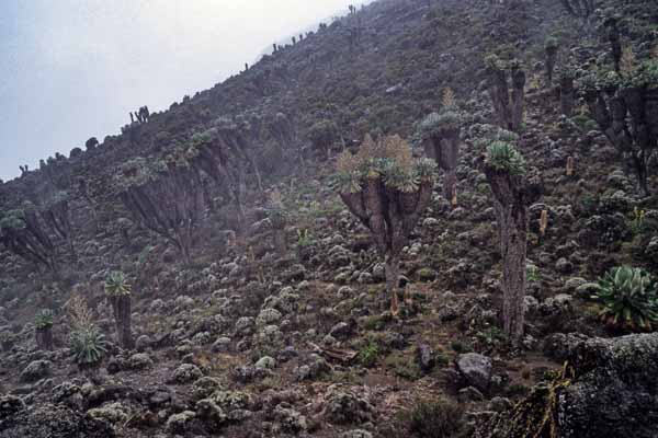 Séneçons géants de Barranco Hut