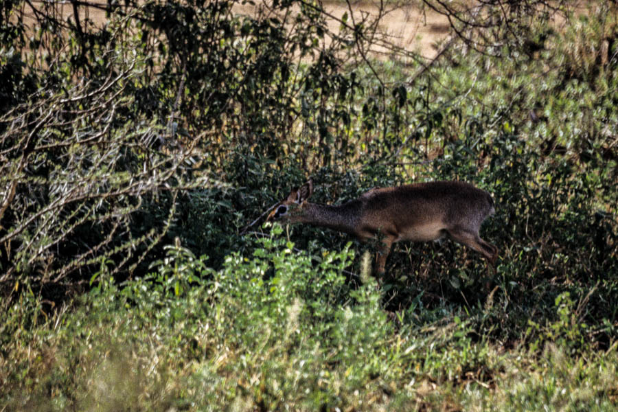 Dik-dik