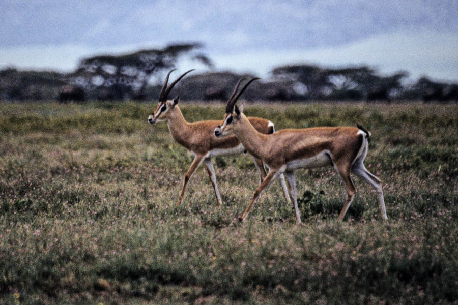 Gazelles de Grant