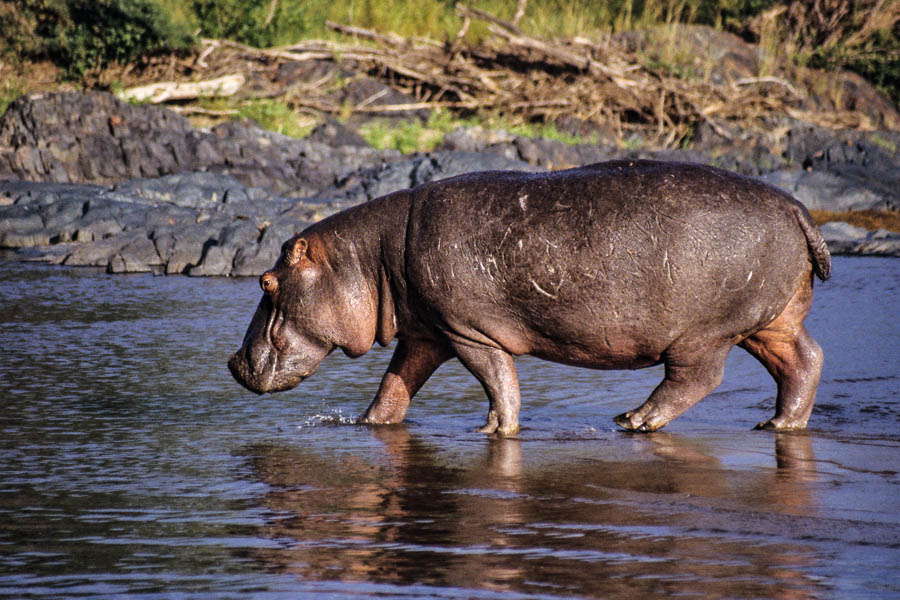 Hippopotame