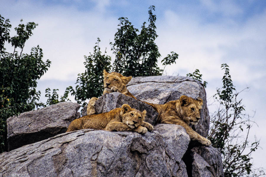 Lionceaux