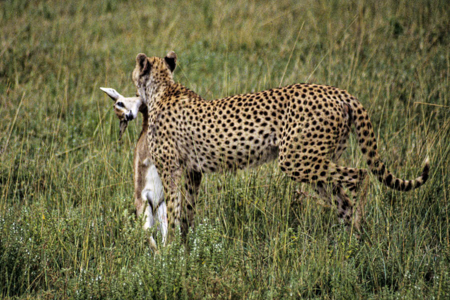 Guépard et sa proie