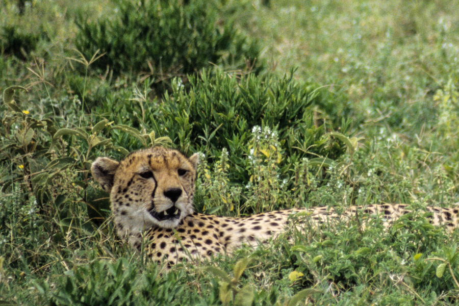 Bâillement de Guépard