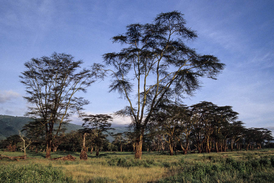 Forêt de Lerai