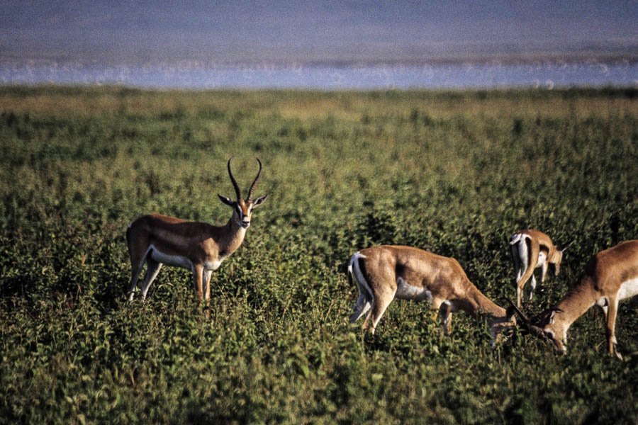 Gazelles de Grant