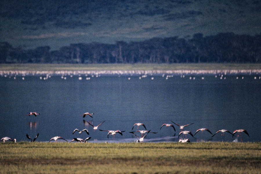 Flamants
