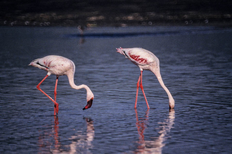 Flamants roses