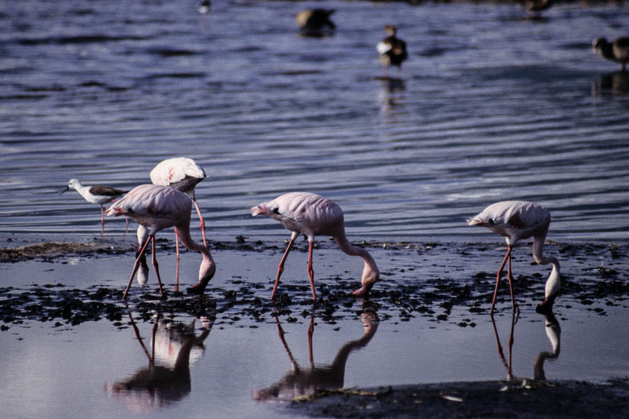 Flamants roses