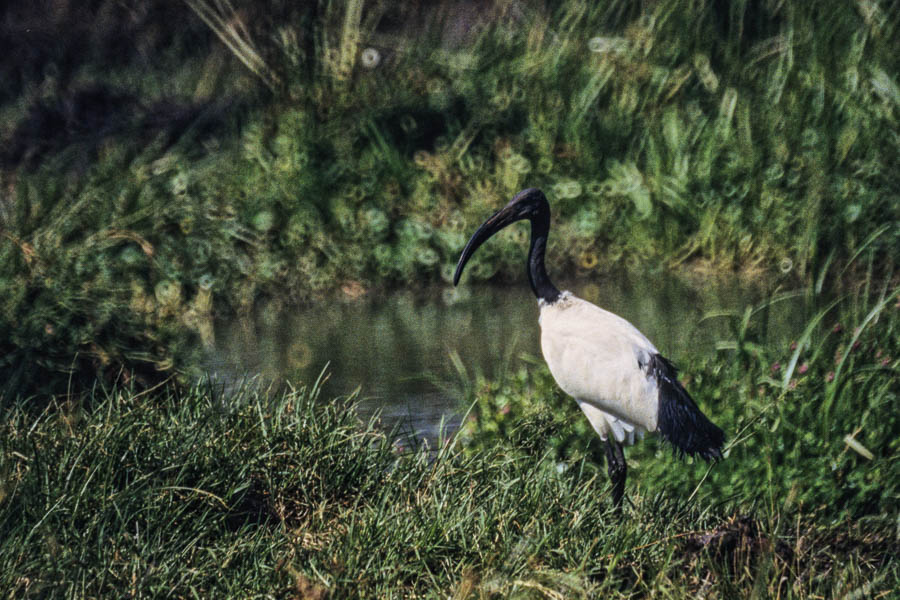 Ibis sacré