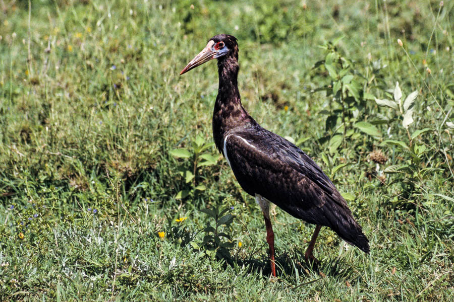 Cigogne noire