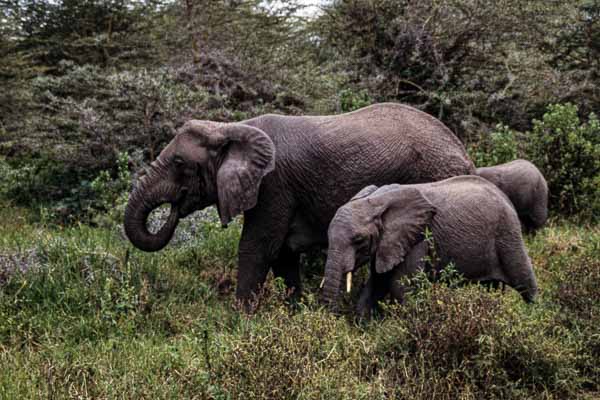 Éléphants