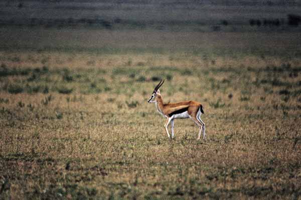 Gazelle de Thomson