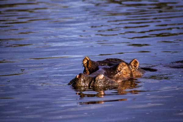 Hippopotame