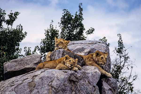 Lionceaux