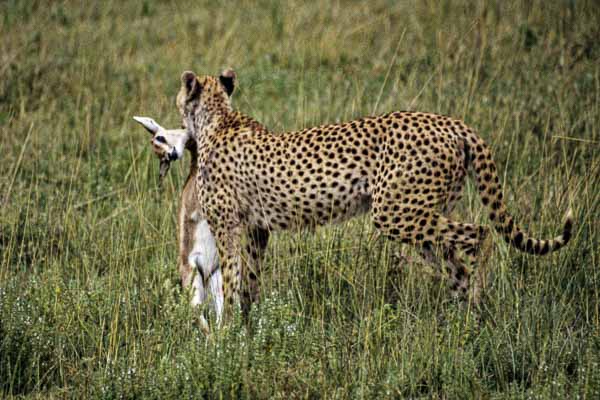 Guépard