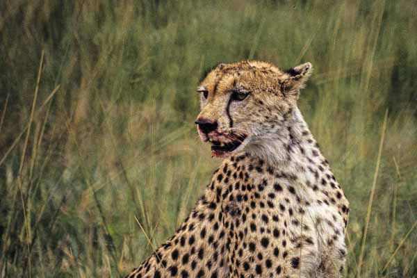 Guépard
